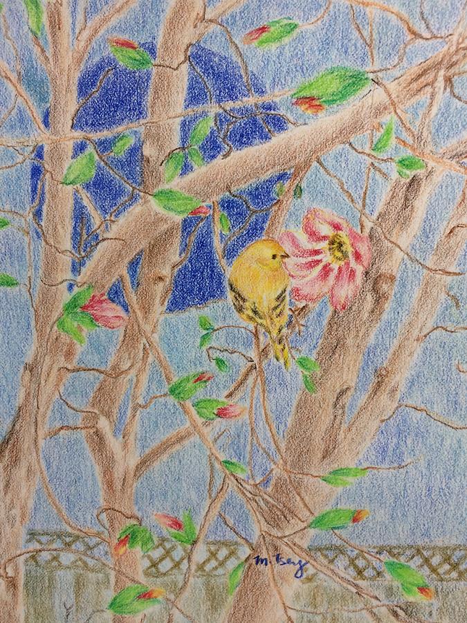Yellow finch and magnolia blossoms Drawing by Milly Tseng