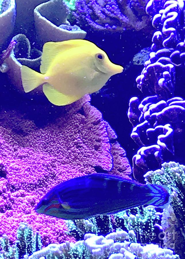 Yellow Fish Blue Fish Photograph by Barbie Corbett-Newmin