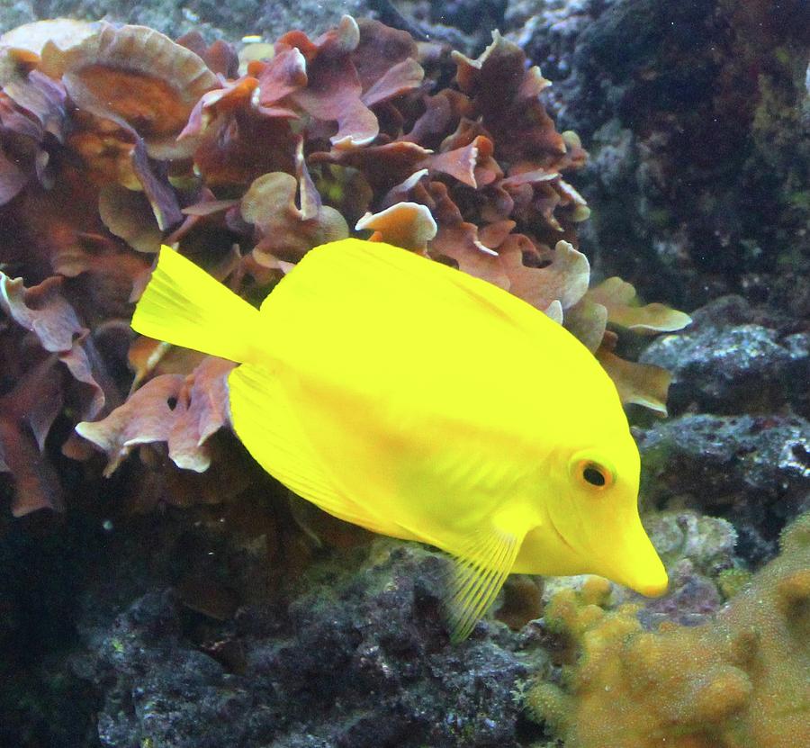 Collection 102+ Pictures pictures of yellow fish Stunning