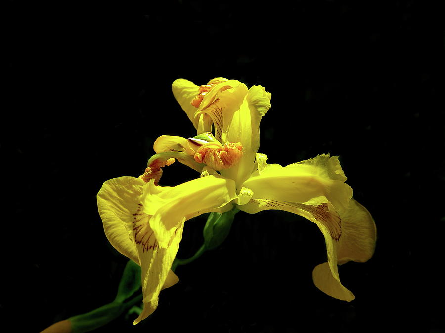Yellow Flag Iris Photograph by Lyuba Filatova