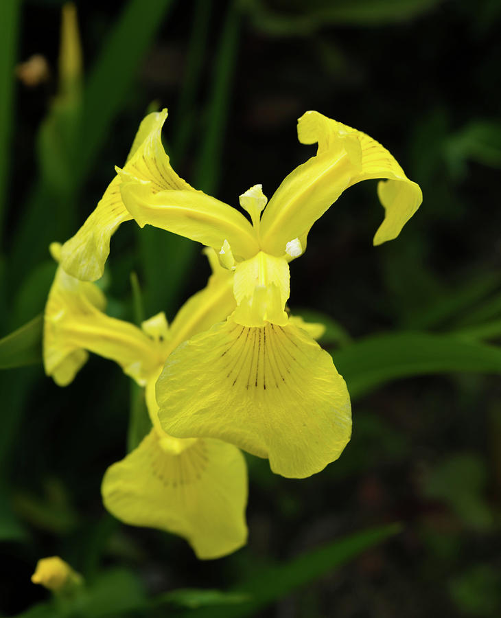Yellow Flag Iris Photograph