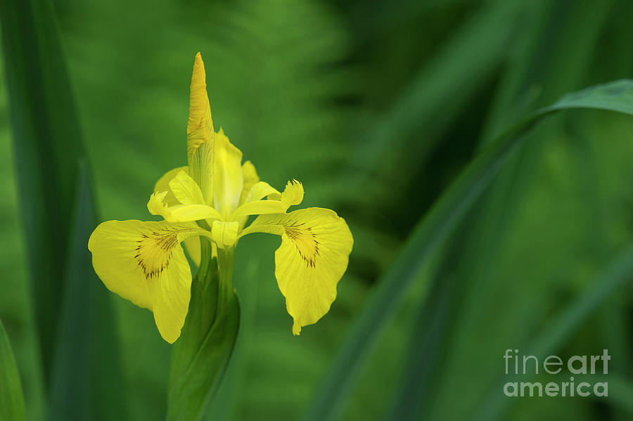 Flower Photograph - Yellow Flag Iris by Tim Gainey