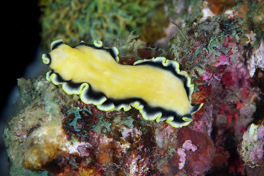 Yellow Flatworm Green Island, A Small Volcanic Island In Photograph by ...