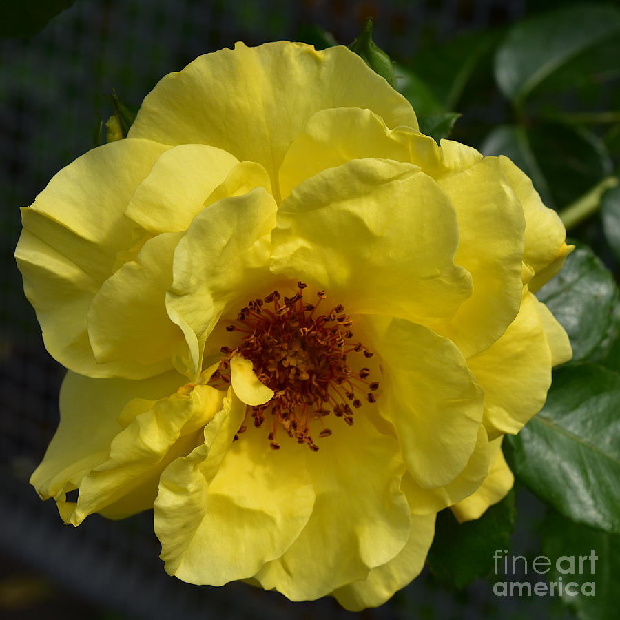 Yellow Floribunda Rose Photograph by Yvonne Johnstone