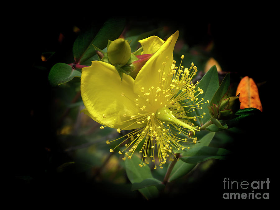 Yellow Flower At Quinta Bolivar Photograph by Al Bourassa