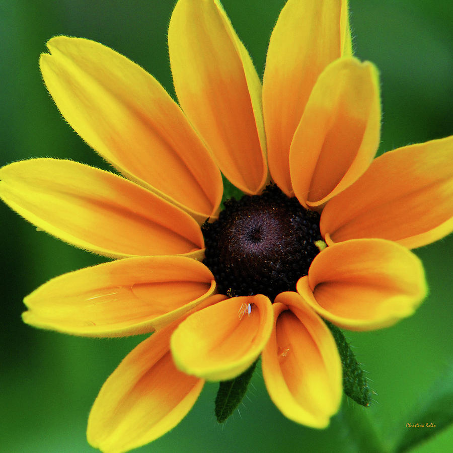 Yellow Flower Black Eyed Susan Photograph by Christina Rollo