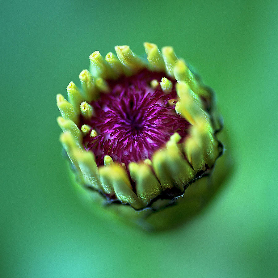 Yellow Flower Bud Photograph by Carlos. E. Serrano
