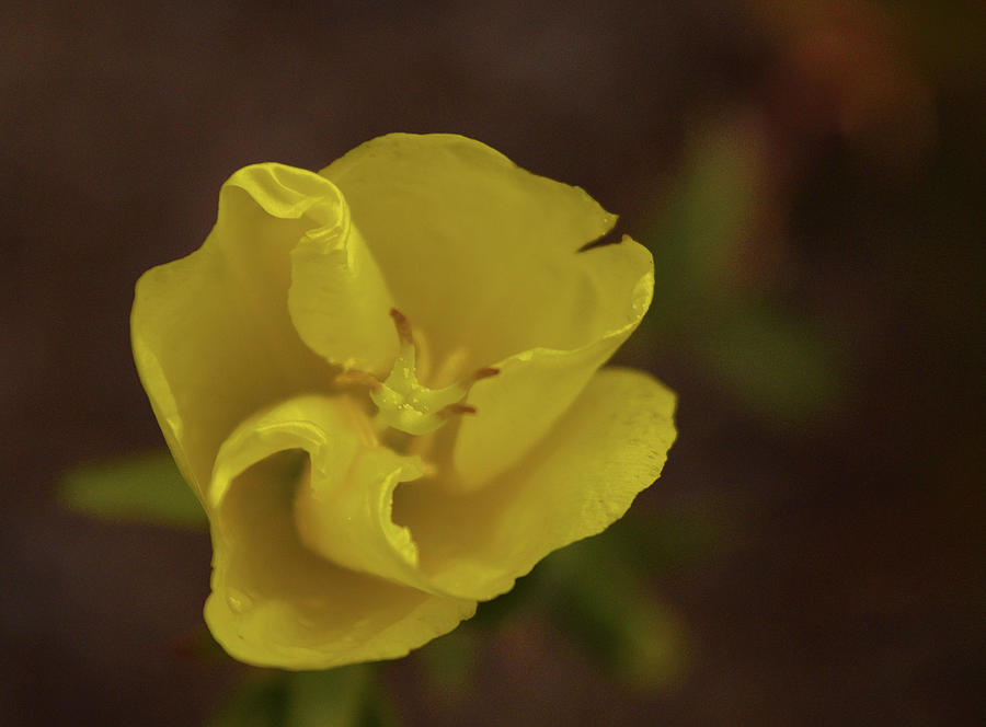 Yellow flower close up Photograph by Chance Kafka