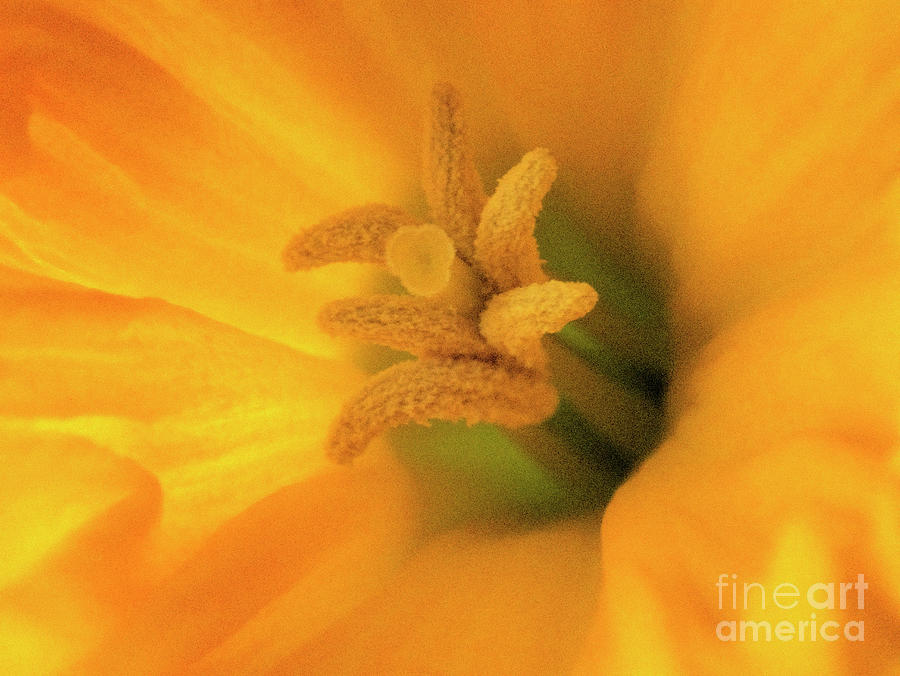 Yellow Daffodil Narcissus Close Up Macro Photograph by David Zanzinger