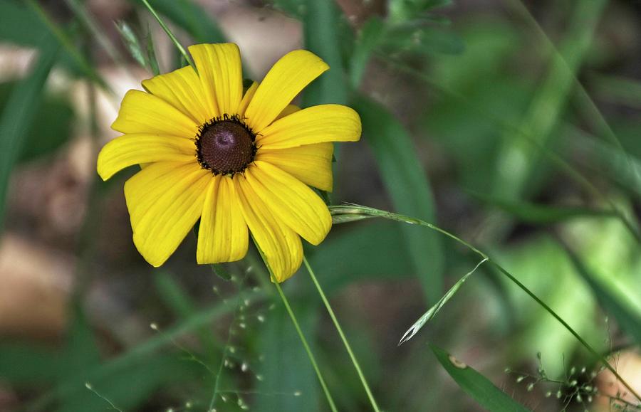 Black-eyed Susan in garden by Timothy Pinckard Black-eyed Susan in garden by Timothy Pinckard