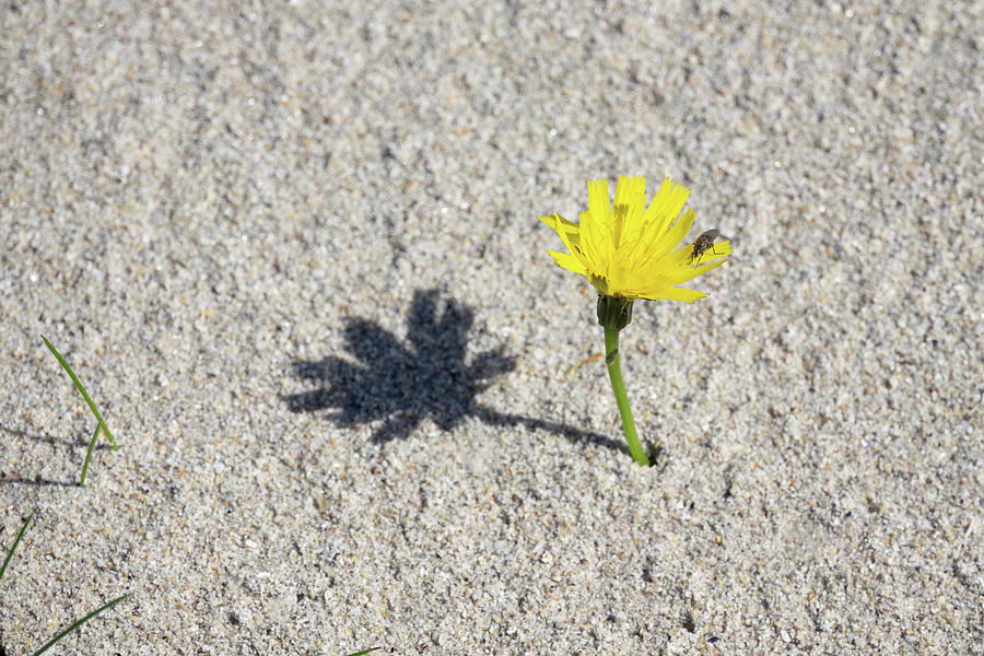 Yellow Flower In The Sand At Gurteen Bay, Roundstone, County Galway, Ireland Photograph by Konrad Wothe