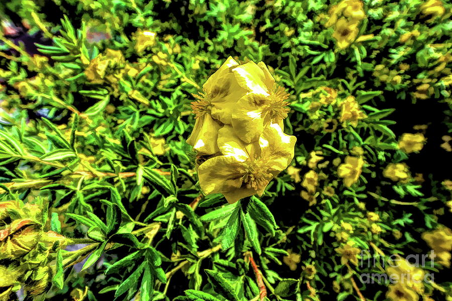 Yellow Flower Digital Art by Joe Lach Yellow Flower Digital Art by Joe Lach