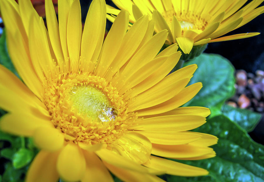 Yellow Flower Macro Photograph by R Scott Duncan