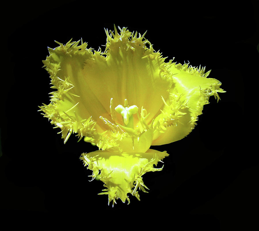 Yellow flower isolated on a black background Photograph by Roy Jacob | Fine Art America