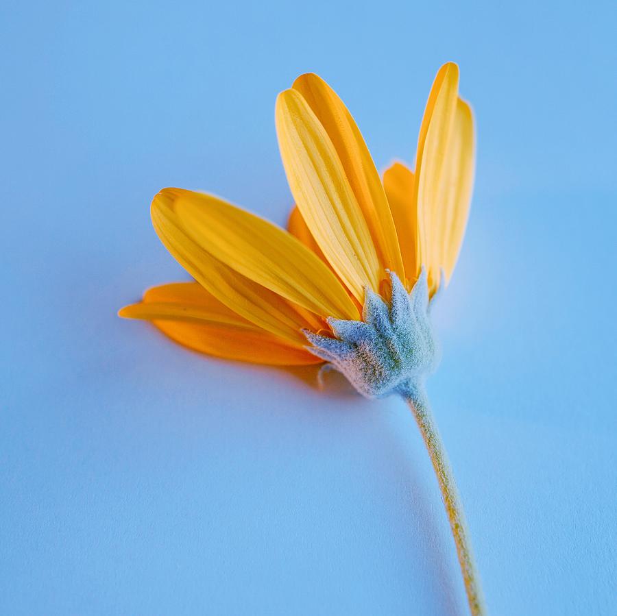 Nature Photograph - Yellow Flower On The Blue Background by Cavan Images
