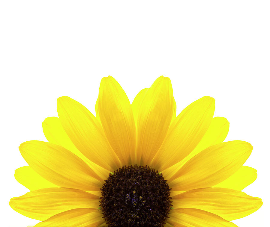 Yellow Flower On White Background by Alan Bailey