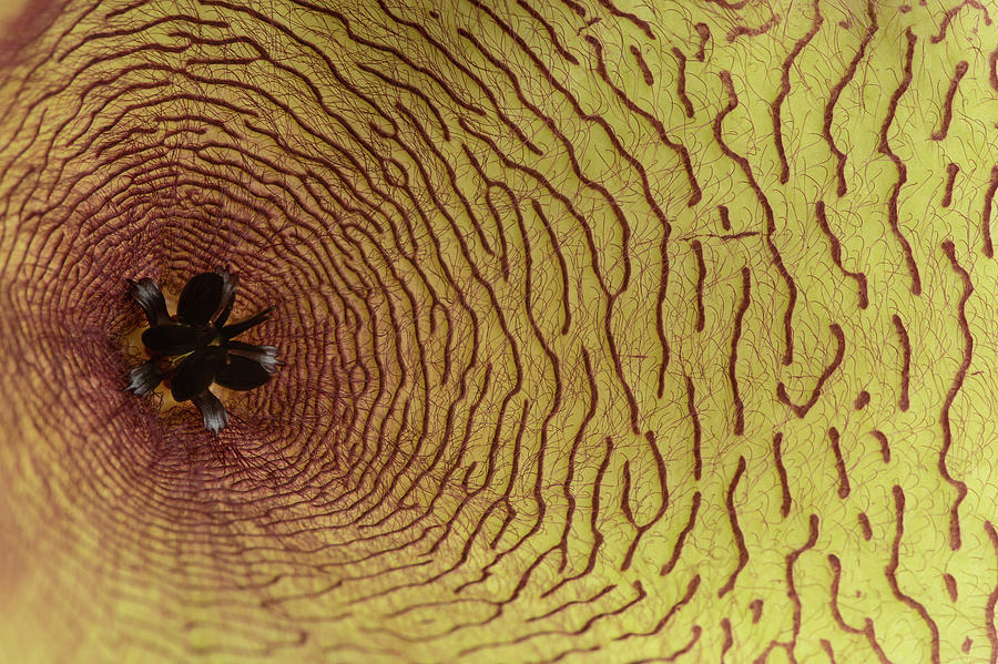 Yellow Flower petal details of a stapelia gigantea succulent  Photograph by Michalakis Ppalis