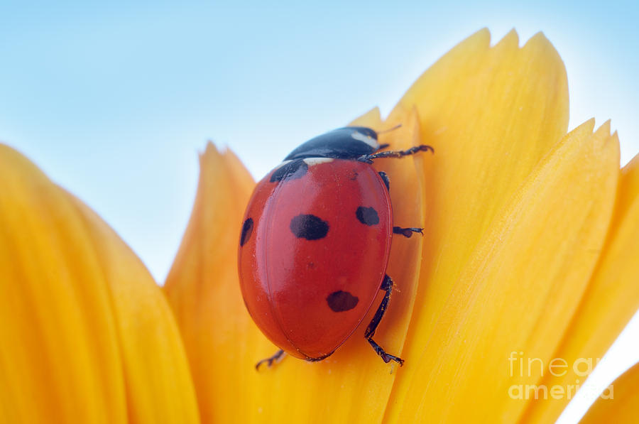 Antenna Photograph - Yellow Flower Petal With Ladybug by Anatoly Tiplyashin Antenna Photograph - Yellow Flower Petal With Ladybug by Anatoly Tiplyashin