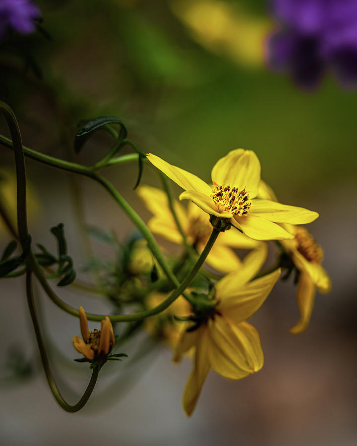Yellow Flower Photograph by Ray Kent