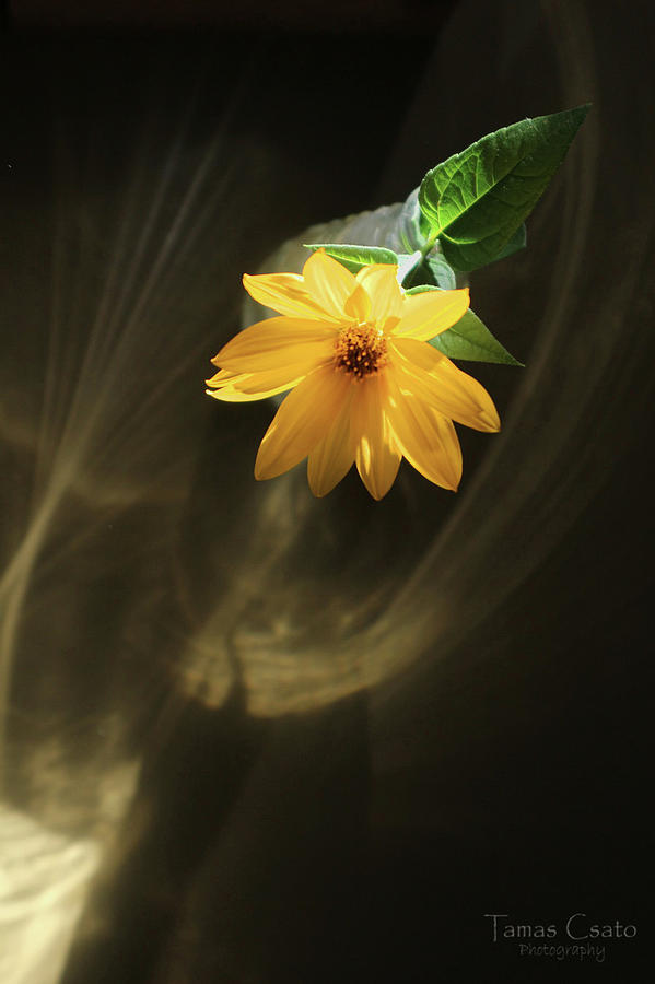 Yellow Flower Photograph by Tamas Csato Yellow Flower Photograph by Tamas Csato