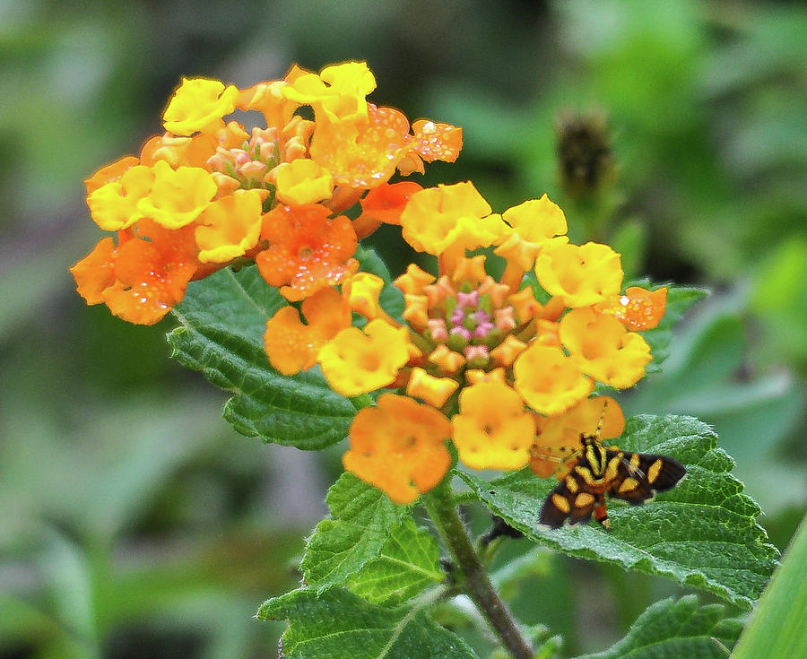 Yellow flower with butterfly Photograph by Gene Bollig