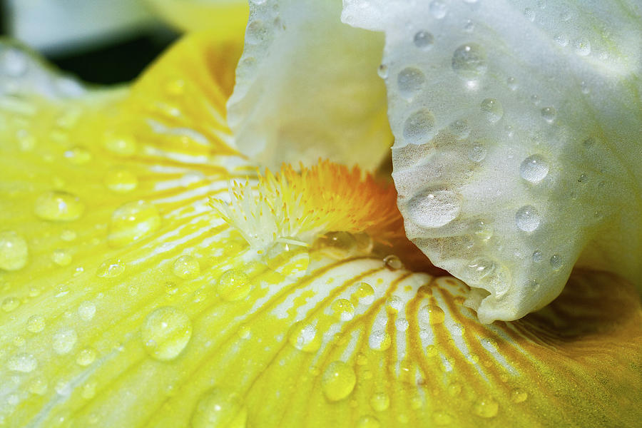 Yellow Flower with Water Drops Photograph by Dan Carmichael