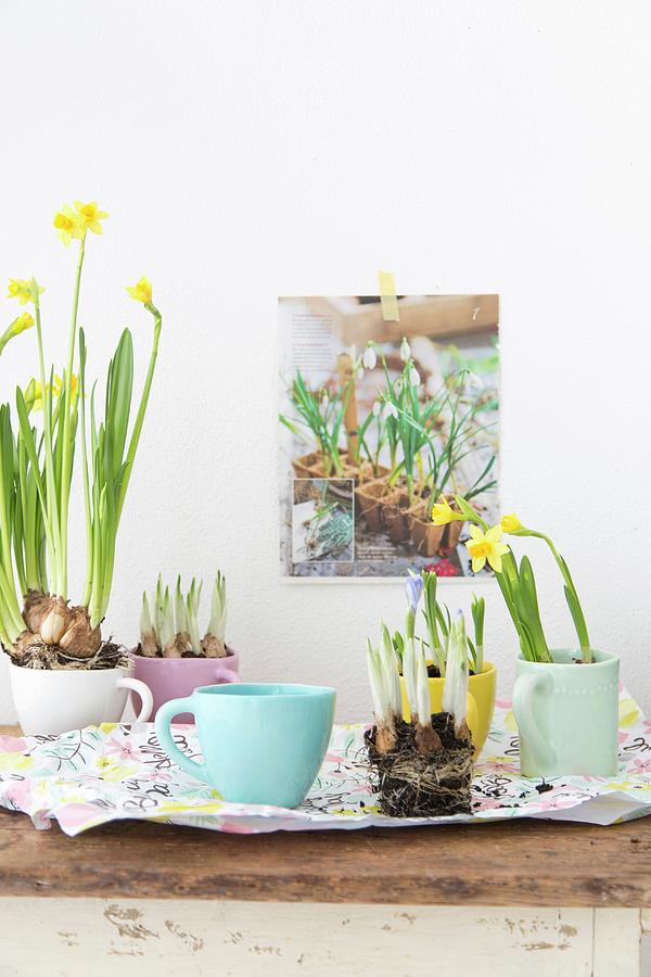 Yellow-flowering Narcissus Planted In Pastel Teacups Photograph by Syl Loves
