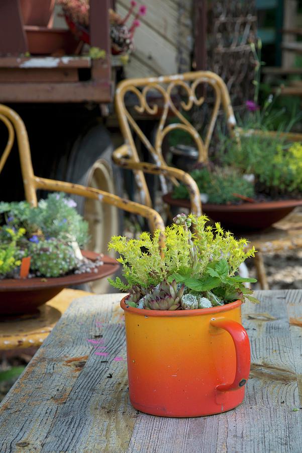 Yellow-flowering Plant And Succulent In Vintage, Orange Enamel Mug Photograph by Inge Ofenstein