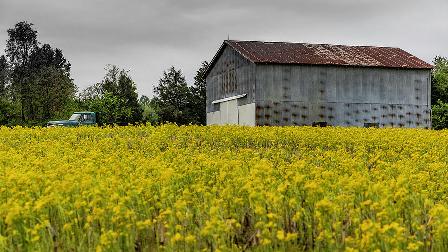 Yellow Flowers and Kentucky Farm  Photograph by John McGraw