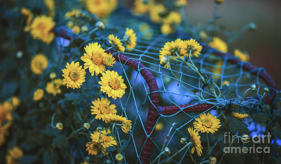 Yellow Flowers In Blue Net Photograph by Le Minh Bui