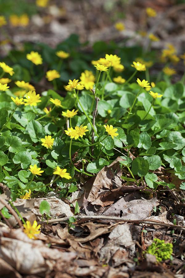 Yellow Flowers Of Lesser Celandine Photograph by Yelena Strokin