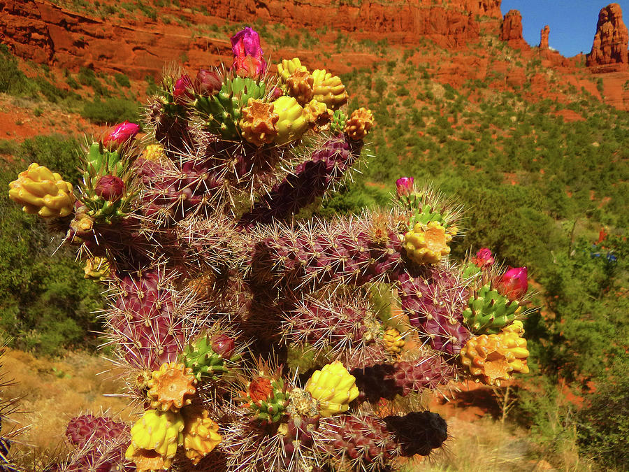 Yellow Flowers of Sedona Photograph by Dan Dixon - Fine Art America