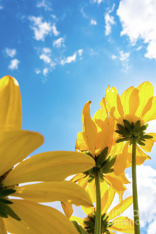 Yellow Flowers On Sunny Day Photograph by Wladimir Bulgar/science Photo Library