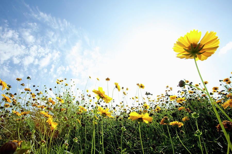 Yellow Flowers On The Field Photograph by Ichiro