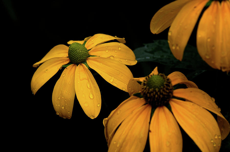 Yellow Flowers Photograph by Philippe Sainte-laudy Photography