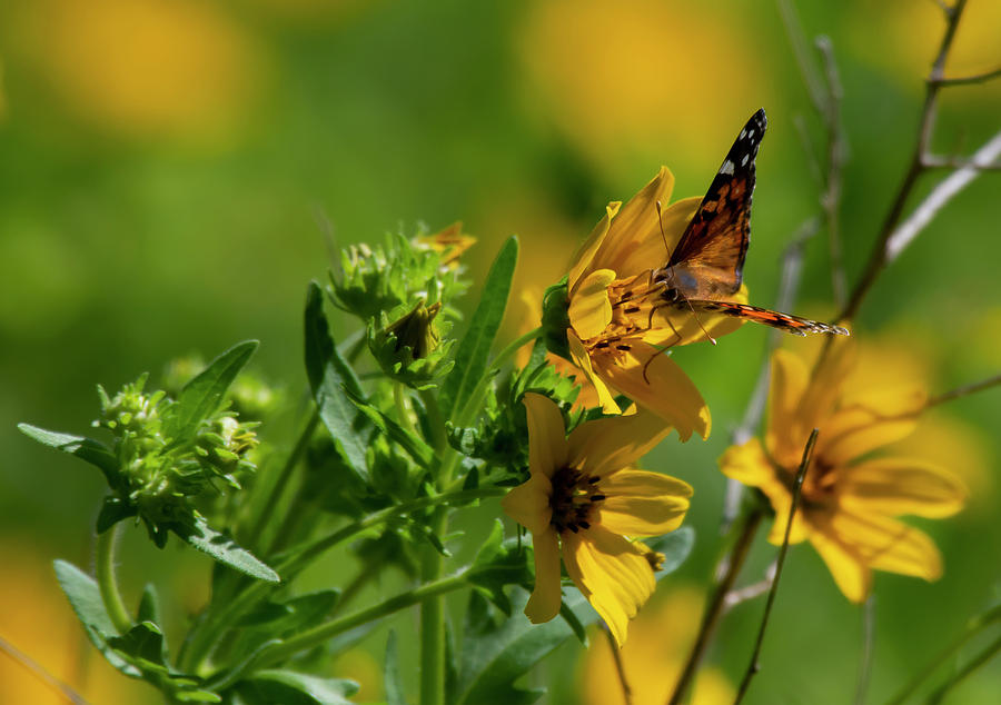Yellow Flowers With A Butterfly Photograph by Patrick Nowotny
