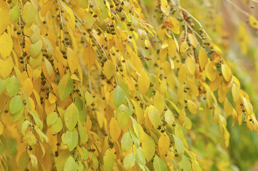 Yellow Foliage of Flueggea Suffruticosa Photograph by Jenny Rainbow
