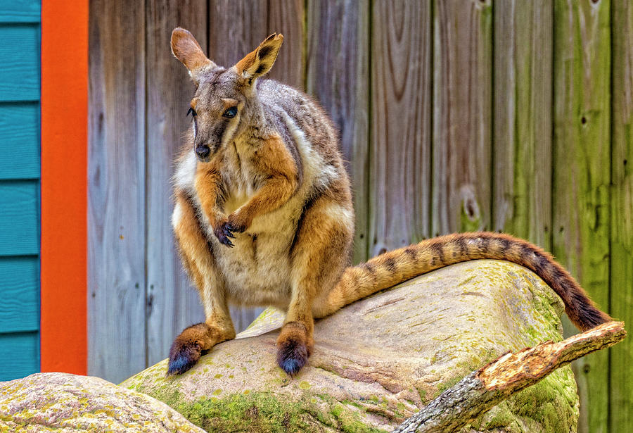 Yellow-footed Rock Wallaby_ Photograph by Sandra Selle Rodriguez