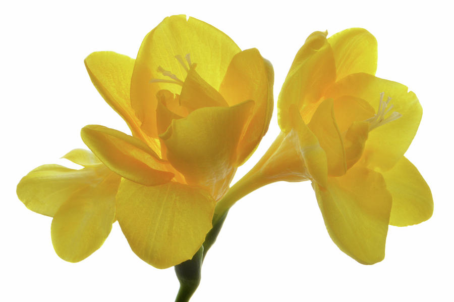 Yellow Freesia. Photograph by Terence Davis