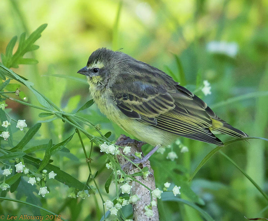 Yellow-fronted Canary Photograph by Lee Alloway