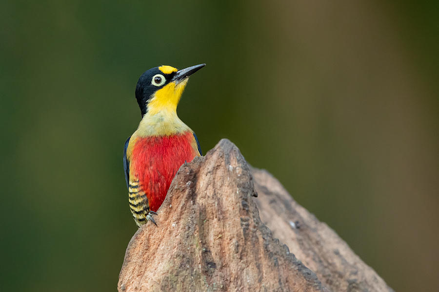 Woodpecker Photograph - Yellow-fronted Woodpecker by Milan Zygmunt