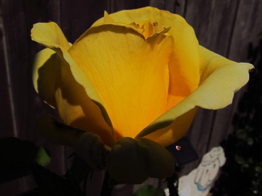 Yellow Garden Rose Photograph by Richard Thomas