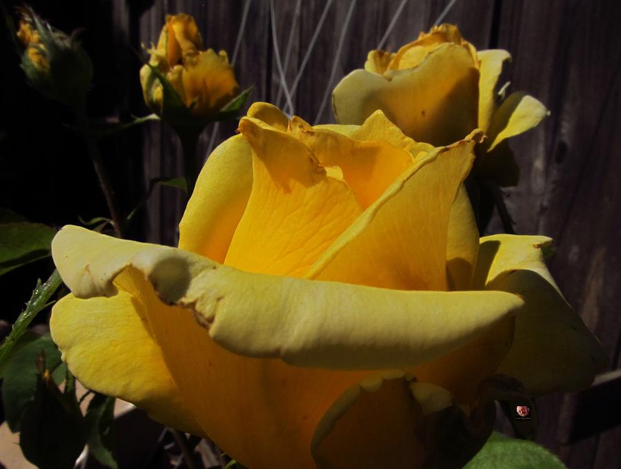 Yellow Garden Roses Photograph by Richard Thomas