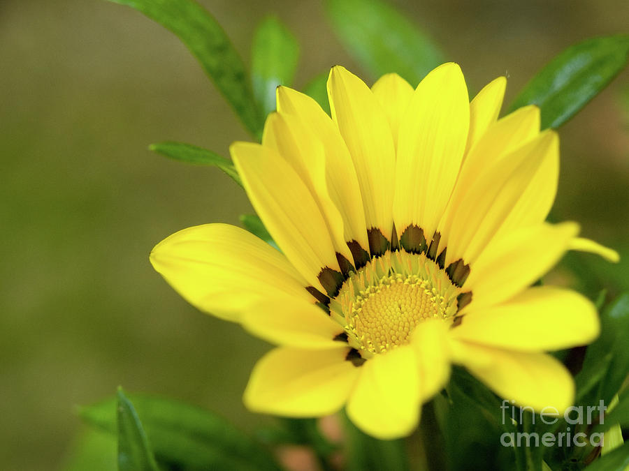 Yellow Gazania Flower Photograph by Dorothy Lee