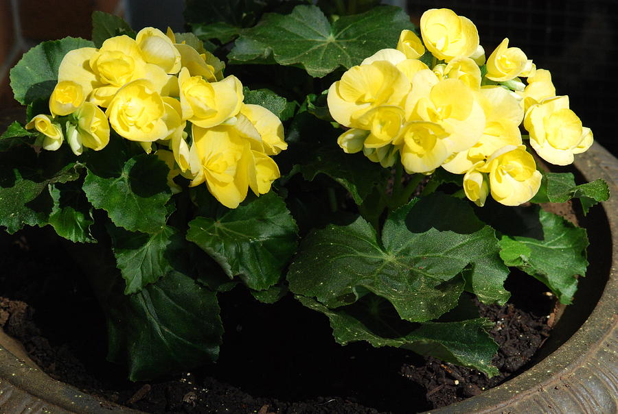Yellow Geranium Plant Photograph by Ee Photography