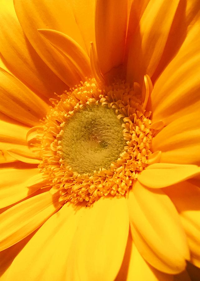 Yellow Gerber Daisy by Nathan Little Yellow Gerber Daisy by Nathan Little