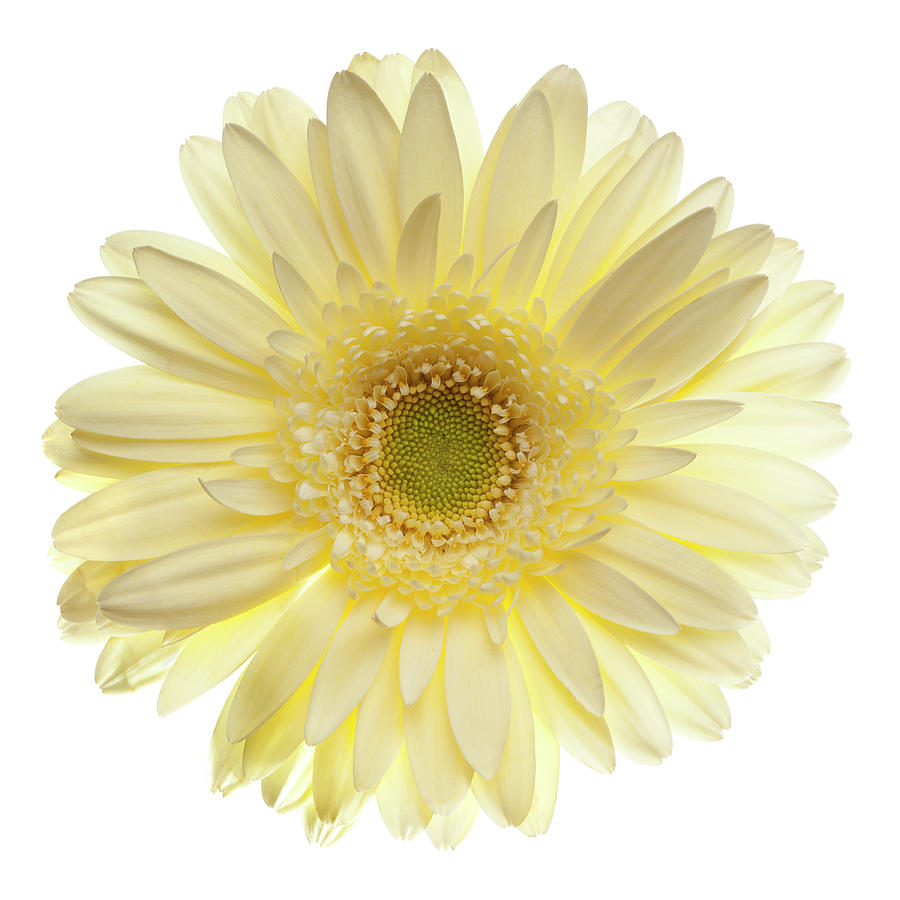 Yellow Gerbera Daisy Isolated On White Photograph by Jill Fromer