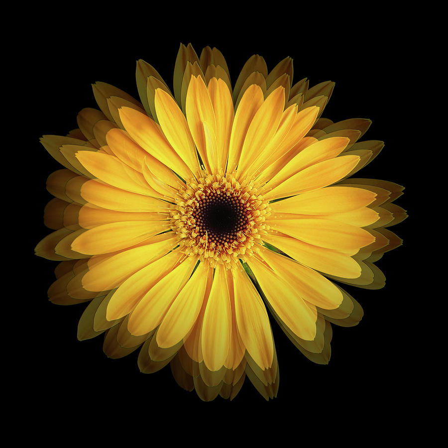 Yellow Gerbera Daisy Repetitions Photograph by Bill Swartwout