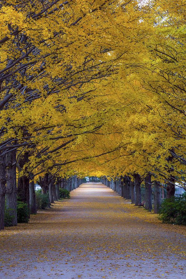 Yellow Ginko Trees At Tachikawa Tokyo Photograph by Dheej18