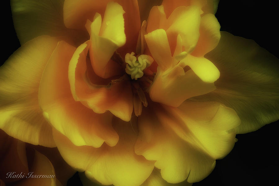 Yellow Glow Photograph by Kathi Isserman